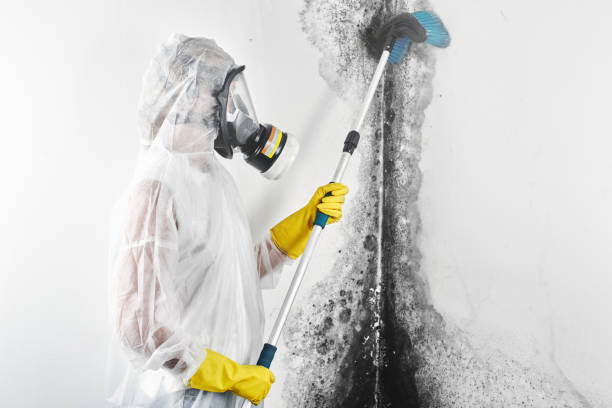 Best Mold Prevention Services  in Seminole, TX