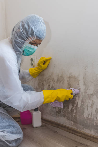 Best Residential Mold Inspection & Testing  in Seminole, TX