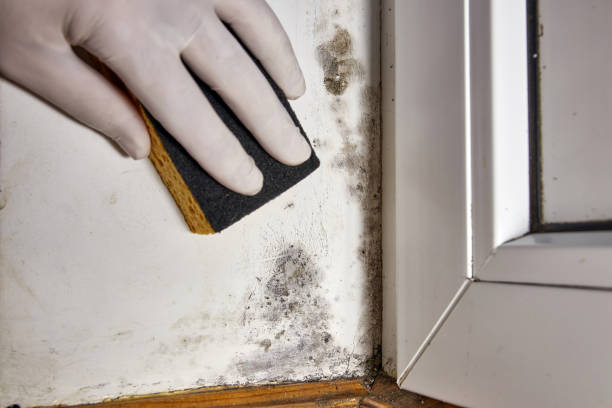 Best Post-Construction Mold Inspection  in Seminole, TX