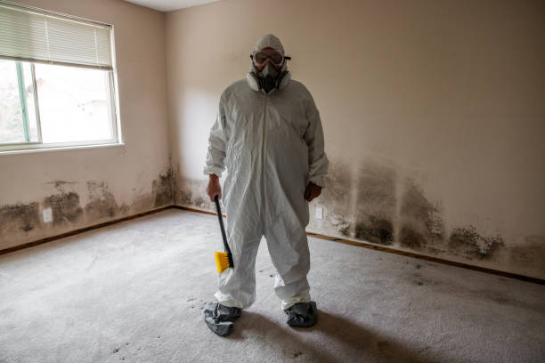 Reliable Seminole, TX Mold Removal Solutions